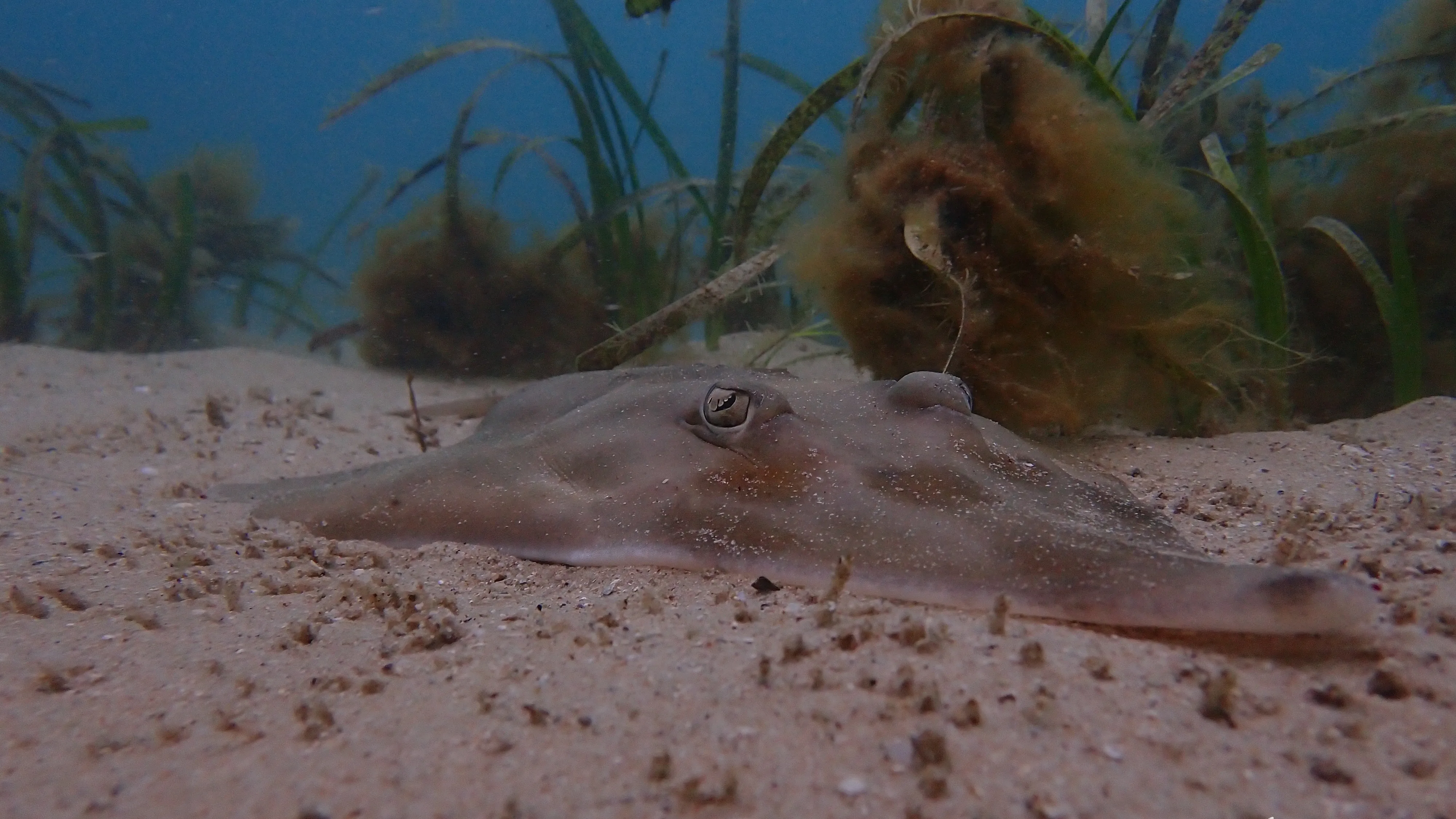 Little Manly thumbnail