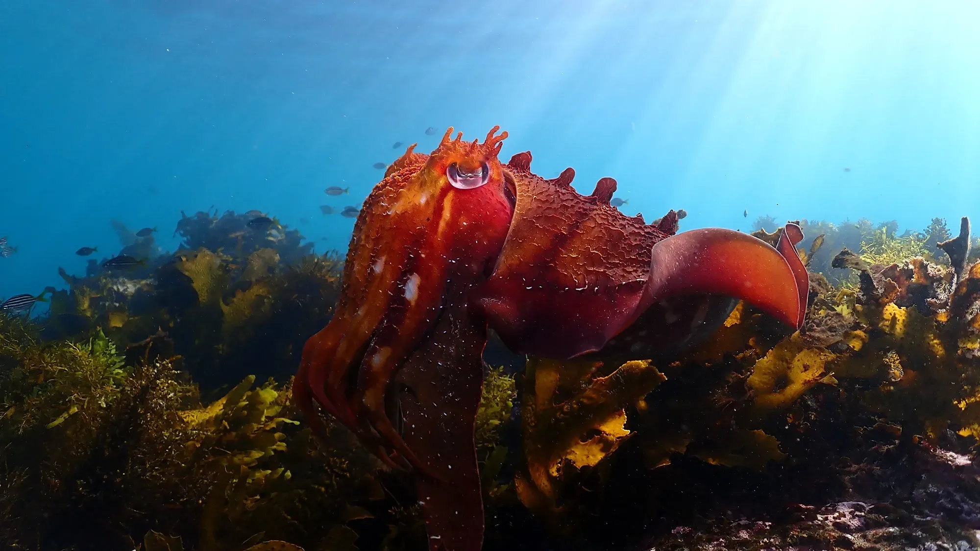 Malong featured image